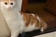 【動画】これって猫？