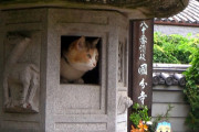 四国遍路の札所の香川県の由緒ある寺にすむ1匹の猫が人気　灯籠の中でくつろぐ姿がかわいい