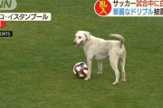 【ほのぼの動画】サッカー試合中に白い犬が乱入 華麗なドリブルを披露w