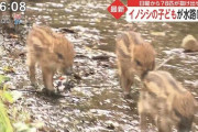 【悲報】イノシシの子ども・うり坊8匹が水路に転落　鳥獣保護法で手が出せず
