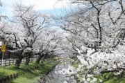 【画像】いい天気だから桜みにきたら
