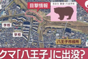 【悲報】ついに八王子市役所まで熊さん襲来