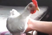 【動画】ニワトリの頭ブレ補正機能やっぱりすごすぎワロタ。
