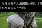 【悲報】ついにタガメの売買が禁止と閣議決定…2月10日までに急いで買うぞタガメ！