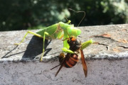 スズメバチとカマキリがマジ喧嘩した結果
