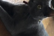 ウチのネッコ見てや（※画像あり）