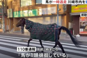 明治大学で飼育してる馬が脱走… 路上をしばらく徘徊し自ら戻る🐴