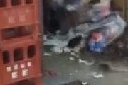 【動画】 東京さん、ゴミ置き場に大量のネズミが群がるエグい光景・・ 衝撃動画