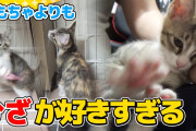 【ねこ動画】子猫たちがうっとり、ヒザな子猫 ほか【再】