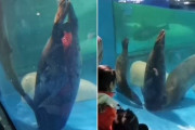 【酷い】中国の水族館でアザラシの頭が排水口に挟まる事故発生　お客さんらの前で死ぬ