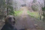 【動画】熊に襲われた軽自動車の映像、勝手に生息地に入って熊さんが可哀想だと叩かれてしまう