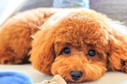 【ペット】主人が犬飼いたいって言っててすごい嫌だ　私が世話したり散歩しなきゃ行けないのが目に見えてるし、犬苦手なんだよね