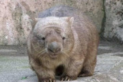 オーストラリアの動物園「台風の影響で2ヶ月閉鎖します」ウォンバット「鬱だ死のう」