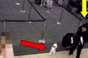 【アメリカ】空港で「ペット同伴」拒否された女、トイレで飼い犬を殺害して一人で搭乗