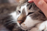 猫を飼っていたら「生活保護」の申請ができないってホント？ 厚労省に聞いてみた