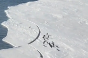 【動画】イキって先走ったペンギンさん、氷が割れて家族と離れ離れになった結果・・・・・