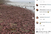 【閲覧注意】カリフォルニアの海岸に「ユムシ」が大量に打ち上げられる！
