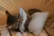 ネコがベッドの上で枕に飛びかかった。抱え込んでケリケリする。 こにょやろ～！ → こうなった…
