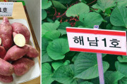 韓国でサツマイモ「べにはるか」が無断栽培　韓国内のサツマイモ栽培面積の4割が「べにはるか」に…