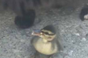 【ネコ】 アヒルの子は家族とはぐれたようだ。ママ待ってぇ～ → 猫にこうなる…
