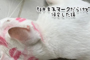 どこでそんなに愛されてきたんだ？顔中にキスマークをつけて帰宅した猫