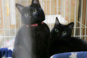 うちの黒猫可愛いから見てってくれ…