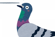 【悲報】鳩、自殺する・・・・・・・・・・・
