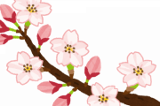 桜、綺麗