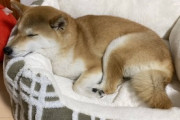 【画像】うちの柴の子犬が今日、お散歩デビュー…本犬は疲れてぐっすりですwww