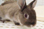 ワイ家のうさぎみて！！！！！