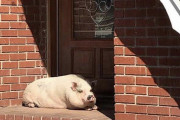 【衝撃画像】　海外「ワイんちに豚を置いてったやつ、なんでやねん！」　