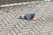 【悲報】鳩さん、ファミチキを食べてしまう