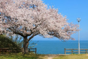 「イギリス人だけど桜の写真に親しみを感じる」親日外国人が風景を愛でるスレ