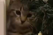 ネコ飼いがクリスマスツリーを組み立て始める。手伝うニャ♪ → 可愛い子猫はこんな感じ…