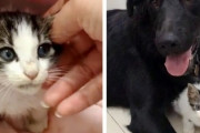 保護犬を連れた女性に助けを求めに来た野良の子猫。犬と子猫が特別な絆を結ぶ（イスラエル）