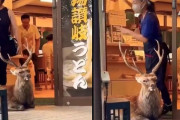 外国人「日本の奈良でまるで警備員みたいに鹿が店の外にいた…」