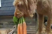 【動画】犬さん、他の動物に餌をあげてしまう