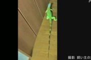 【画像】2メートルのイグアナが逃走　埼玉県川越市