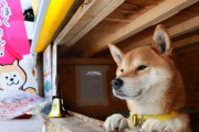 海外でも人気の「札幌の犬の焼き芋屋さん」で店番をする柴犬が6歳で死去（海外の反応）