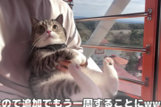 【緊急】もちまる日記、病気の猫を観覧車に乗せて3周し大炎上