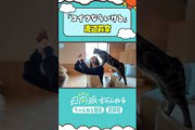 猫に舐められる(?)りなし #shorts #日向坂46 #日向坂ちゃんねる