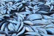 【予兆？】三重の漁港におびただしい量の魚が漂着する・・・あれ？ちょっと前に北海道でもあったよね・・・？