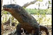 【悲報】猿、コモドドラゴンに飲まれるｗｗｗｗｗｗｗｗｗｗｗｗ