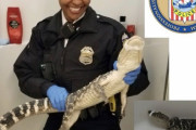 住民「強盗に入られた！すぐに来て！」警察「わかった」結果 → 住民が違法に飼育していた『ワニ』、クローゼットから発見される