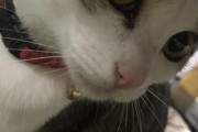 【画像】　ウチのネッコ、世界一可愛い