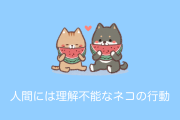 日本で「人間には理解不能な猫のロジック」が面白いと話題に！【タイ人の反応】