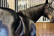 【競馬】なんなら発光しているし神々しさまで…「テカテカフラッシュ叡智だね。」