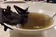 【コロナウイルス】過去韓国人もコウモリを沢山食べて居た‥韓国人には「中国人がコウモリを食べる」と嫌悪発言する資格は無い　韓国の反応