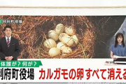 カルガモの卵10個、跡形もなく消える。