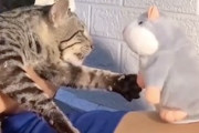 【動画】声を返すネズミのぬいぐるみにブチギレする猫ｗｗｗｗｗ